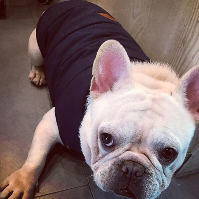 カスタムペットの犬の衣服