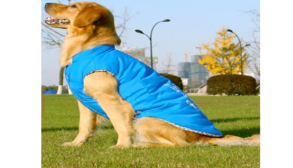  how 冬は犬を暖かく保つために